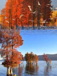 海鷗、日出、大海和紅杉樹，就是一整個浪漫……