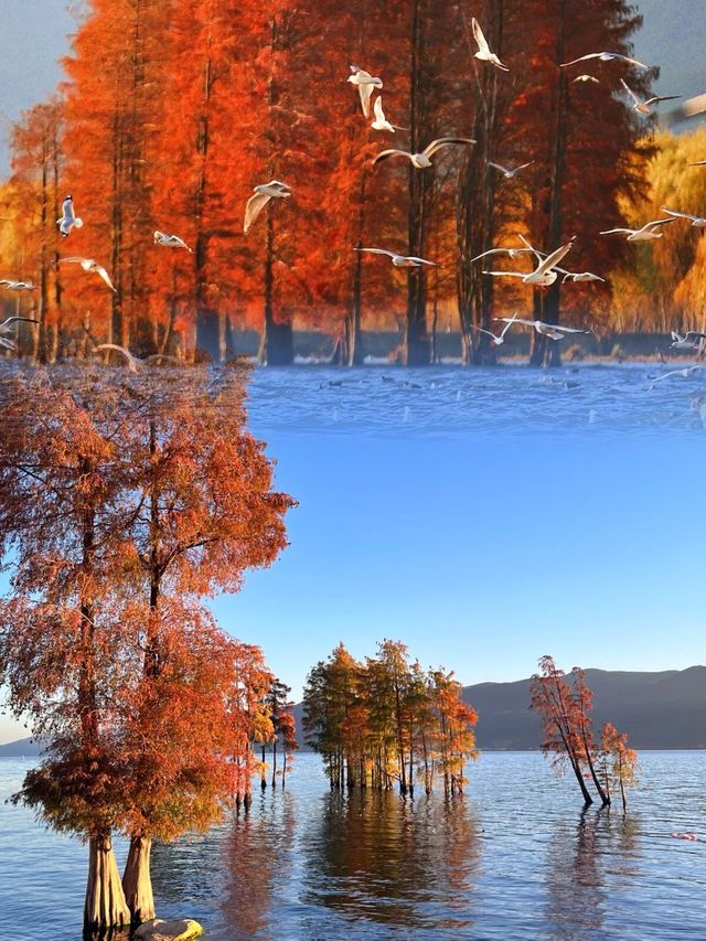 海鷗、日出、大海和紅杉樹，就是一整個浪漫……