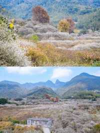 從化雞枕山的梅花盛花期快結束啦