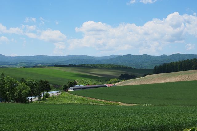 美瑛 北海道不只只有冬天