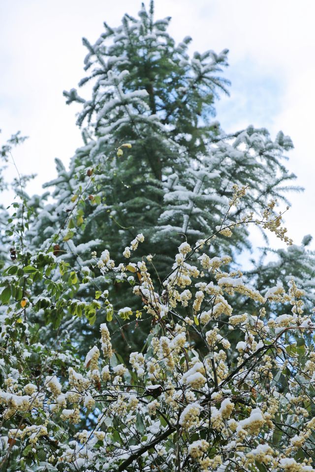 @福建人，難遇南方的今天打雪仗了嗎