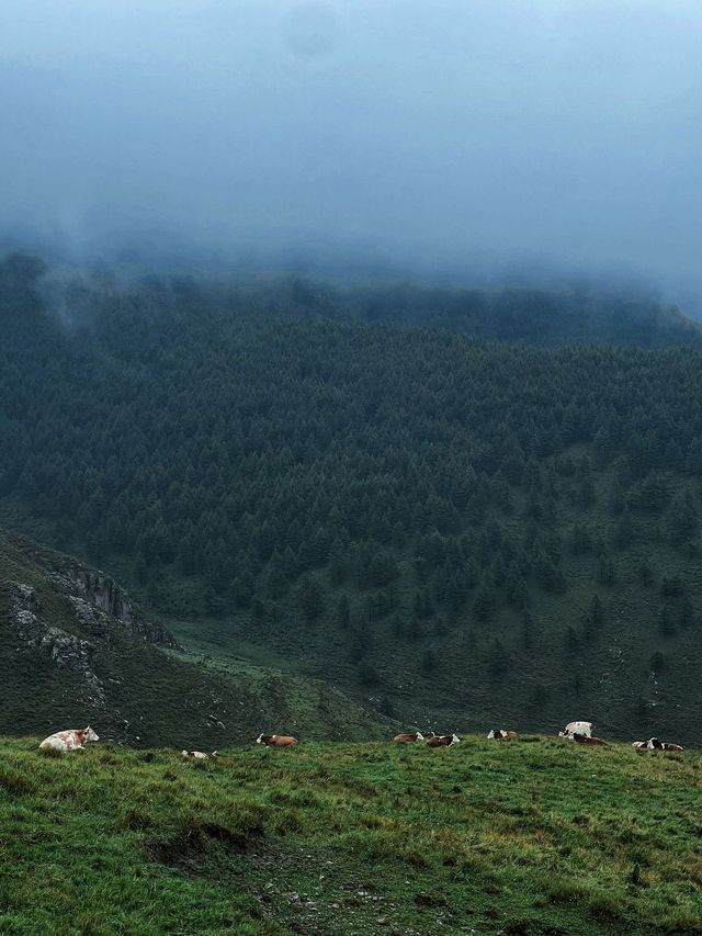 周末逃離北京 被這片迷霧草甸治癒了