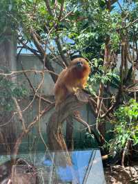 蘇黎世動物園是世界上最好的動物園