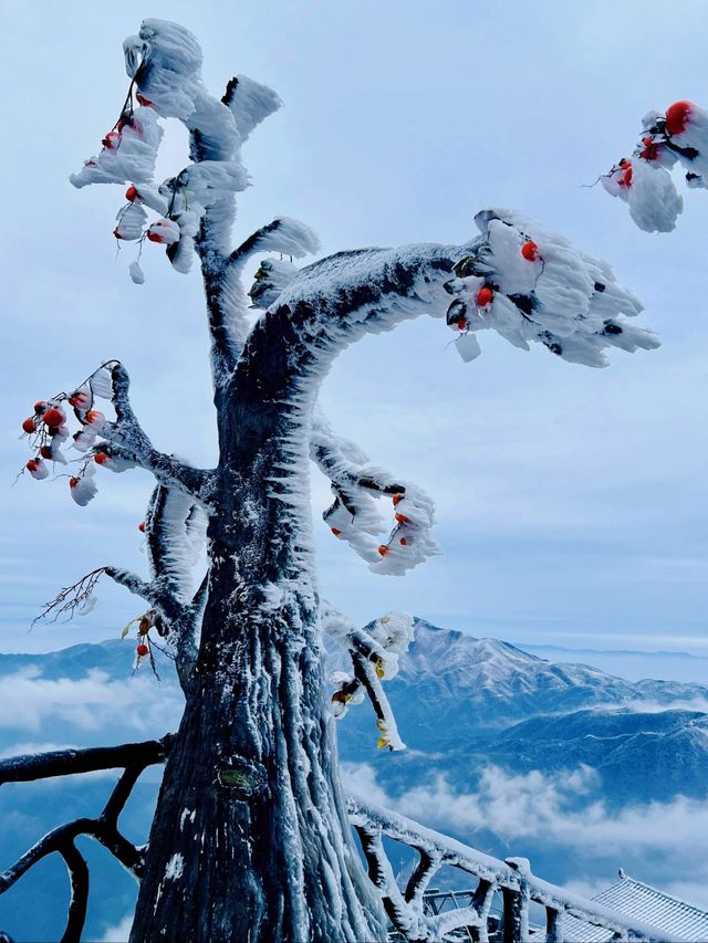 不用出廣東也可以看的絕美霧凇雪景—金子山，不來你一定會後悔的