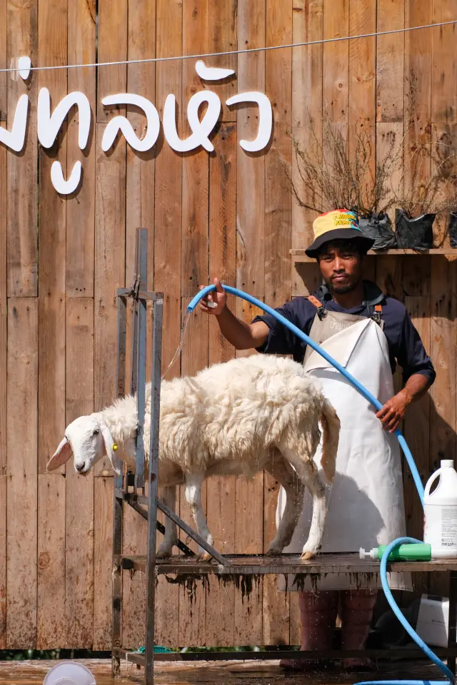 The Maekee Sheep Farm in Mae Rim County, Chiang Mai, is super photogenic