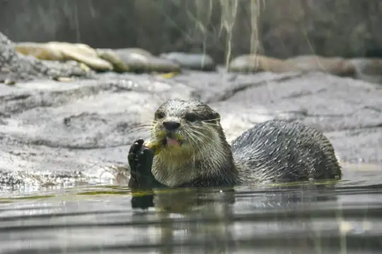 環全國系列138 上海動物園