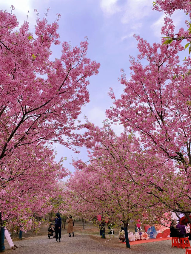 春日櫻花