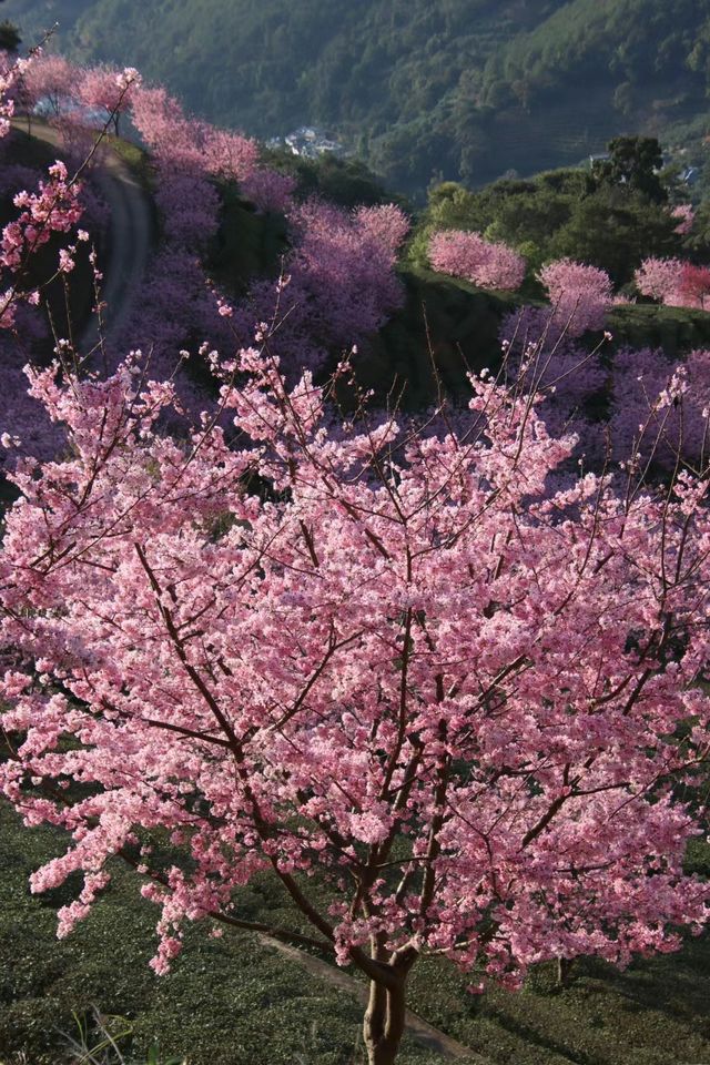 不用去新疆，在梅縣就能看的茶田櫻花