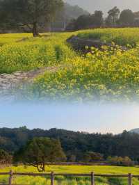 春日限定！ | 這個春天就來古山重看油菜花吧！！
