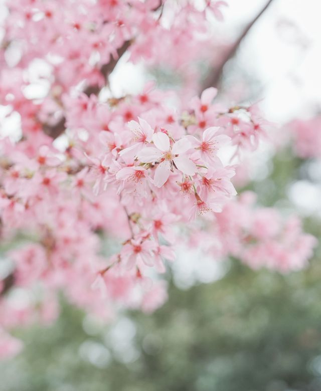 潮汕周邊二三月櫻花||梅州陰那山靈光寺