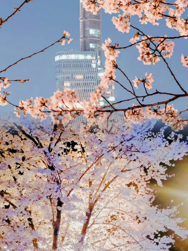 周末打卡鸡鸣寺 樱花都盛開啦