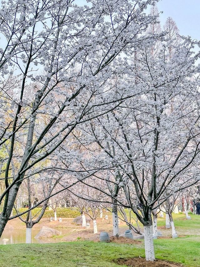 2024年南京雞鳴寺櫻花盛放，與花共舞攻略大公開！