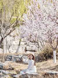 天津賞花｜北寧公園最美桃花林錯過等一年