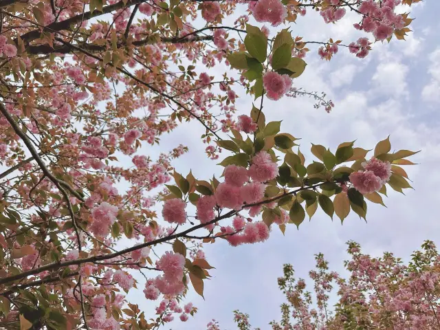 Chengdu Cherry Blossoms | Qingbaijiang Phoenix Lake Cherry Blossom Viewing Guide