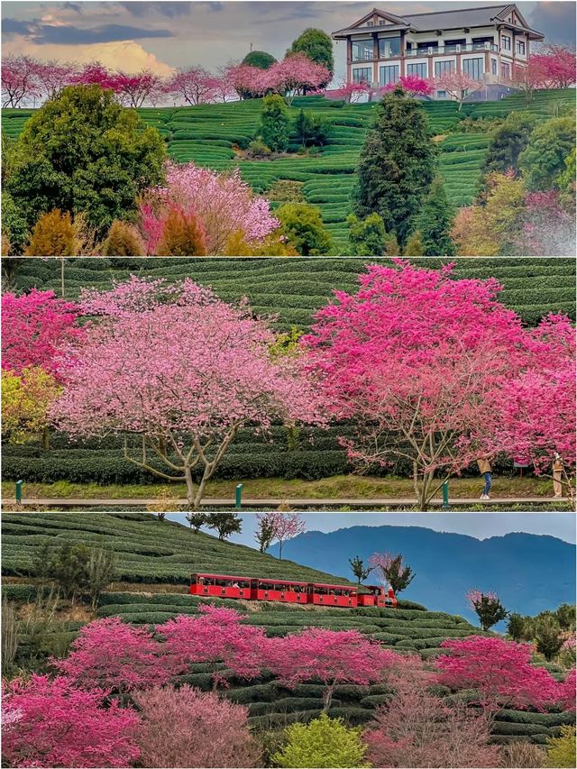 福建藏在漫畫裡的櫻花園