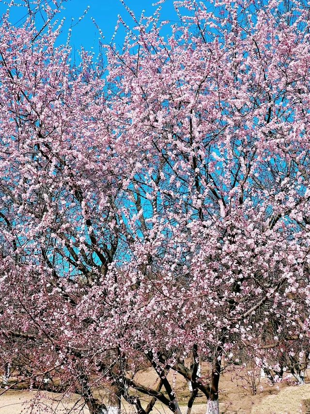 奧林匹克森林公園～奧森桃花谷桃花開了！