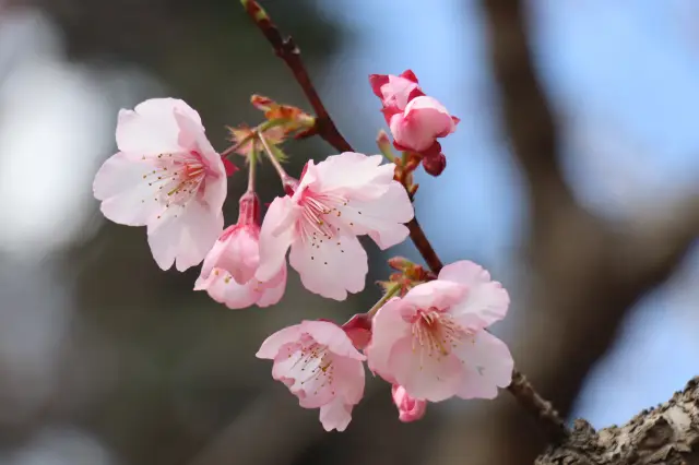 森林公園賞美景（三）