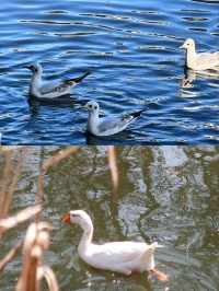翠湖公園｜一年有四季，四季皆可於翠湖