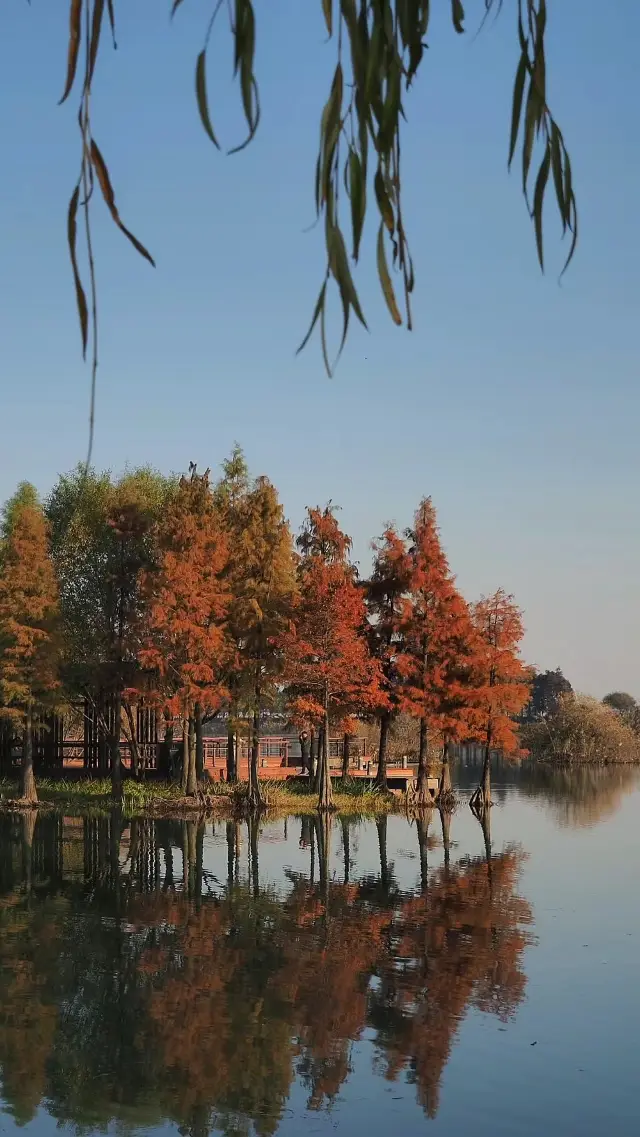 贡湖湾湿地の赤杉林が美しすぎて驚きました!!人が少なく、景色が美しい