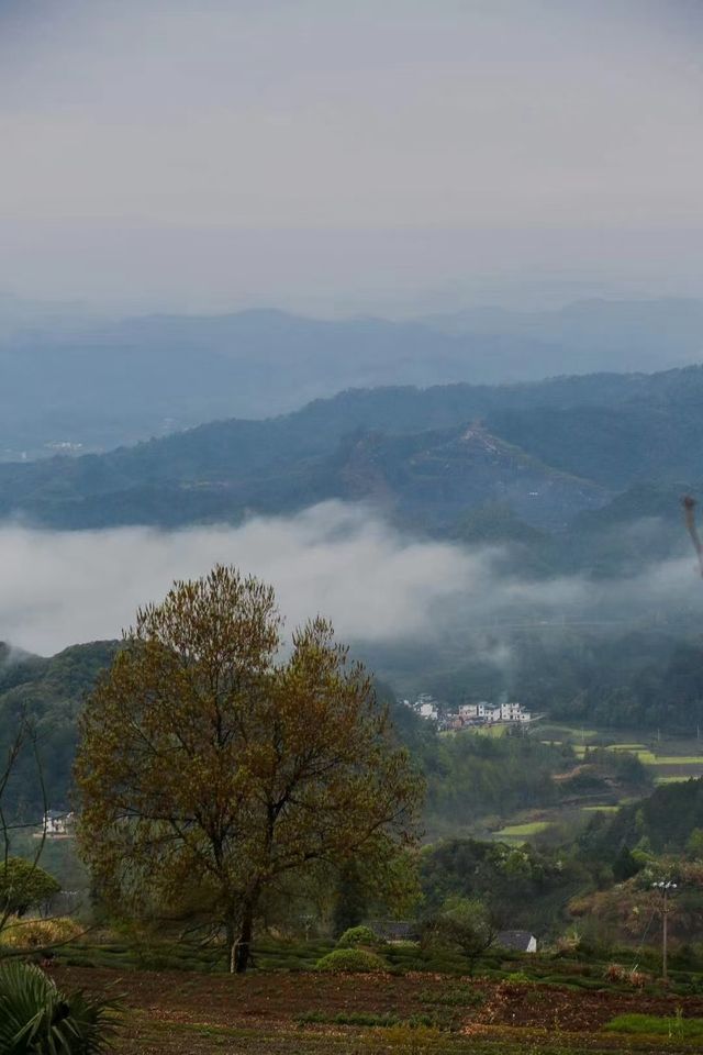 雲瀰漫茶山，安徽小眾景點休寧金龍山雲上茶園裡度假酒店