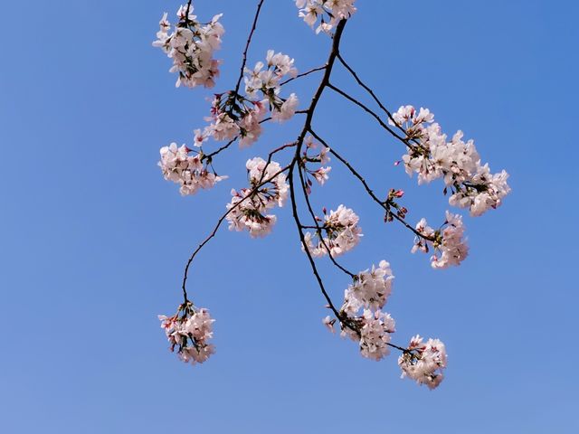 南京春日賞花地圖—南林大櫻花季