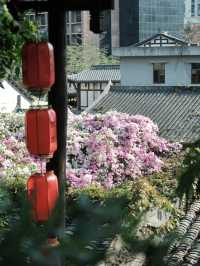 深圳賞花｜野蠻生長的三角梅在甘坑上房揭瓦啦