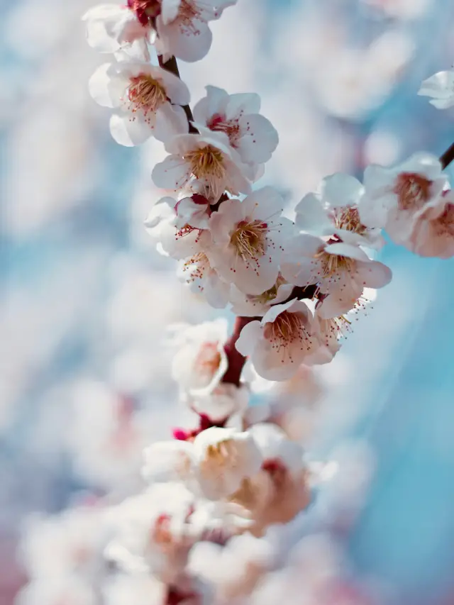 Where are the cherry blossoms in spring? Beijing's Pink Romantic Park Punch Guide