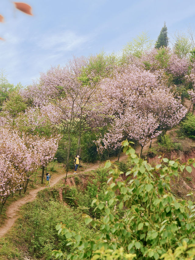 成都！成都！滿山的櫻花盛開了，絕美