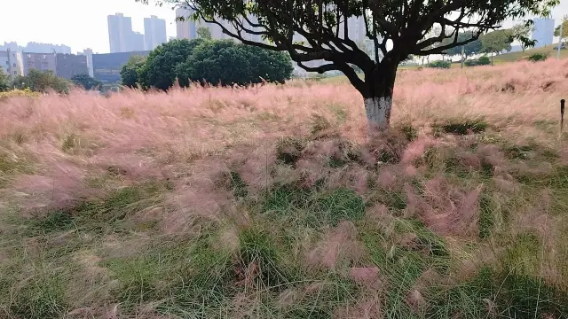 I'm officially announcing that this is the Miyazaki Hayao anime-like park in Shenzhen Guangming