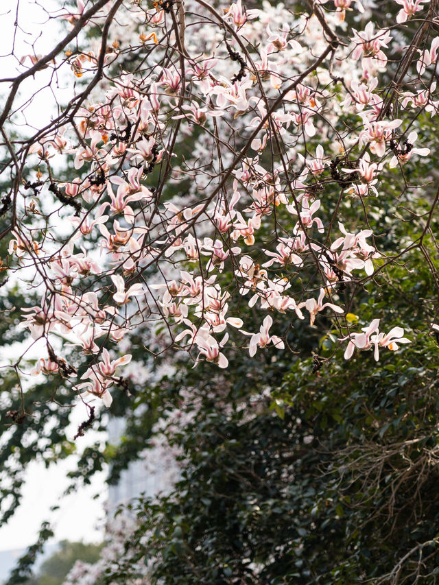 常州玉蘭花地圖三月頂流