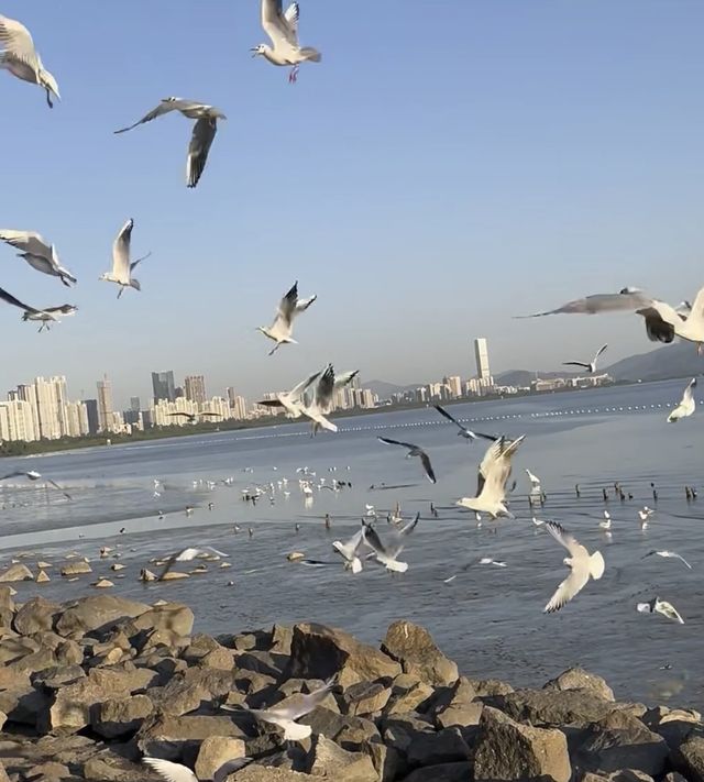 深圳灣｜最好看的海邊公園