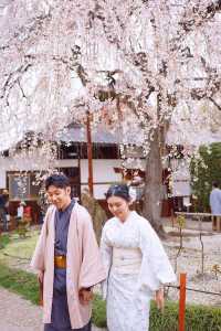 京都賞櫻｜美美的垂櫻就在本滿寺