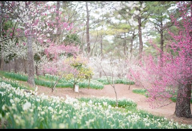 濟州島最美公園-翰林公園