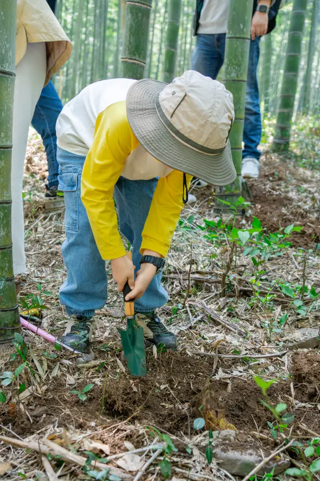 Tomb-sweeping Day Outing with Kids to Dig Spring Bamboo Shoots | Yixing, Jiangsu