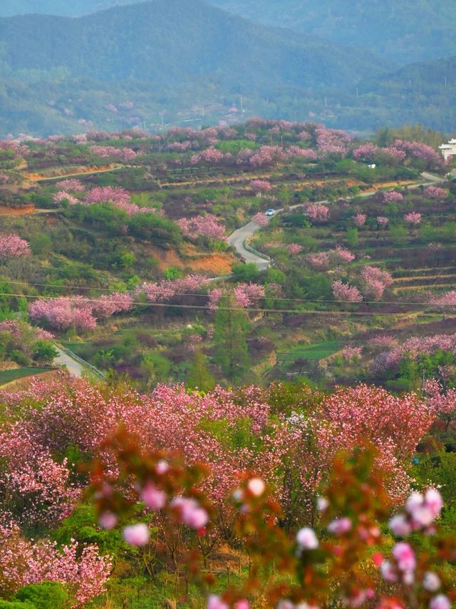 一起去龍池爬山看高山杜鵑