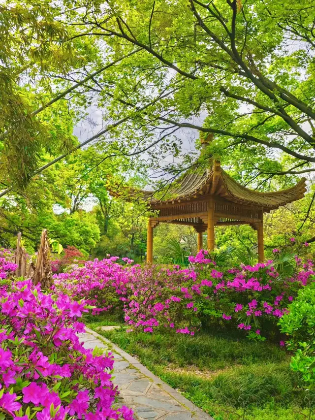 안개가 자욱한 산만이 아니라, 우한 시내 이곳저곳에서 진달래꽃이 만발했습니다