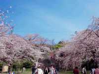 Nishi Hillside Sakura 