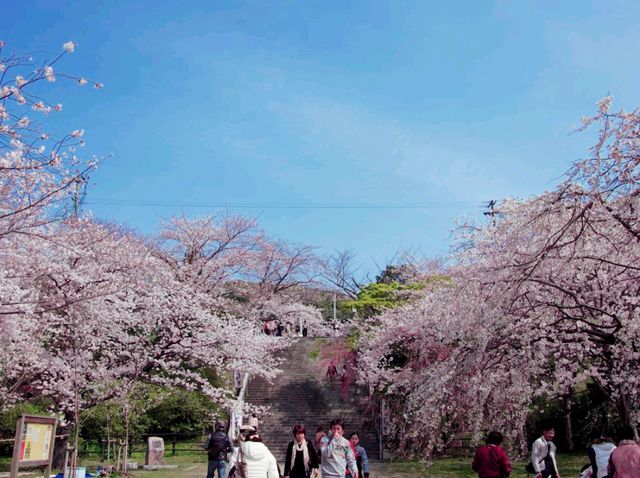 Nishi Hillside Sakura 