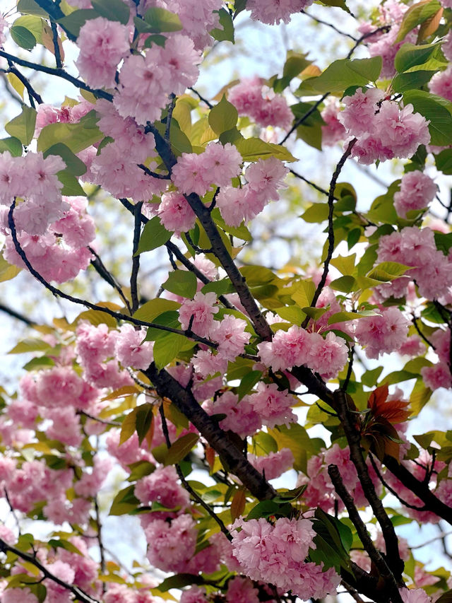 蘇州賞花指南 | 獨墅湖畔遇見四月的春天