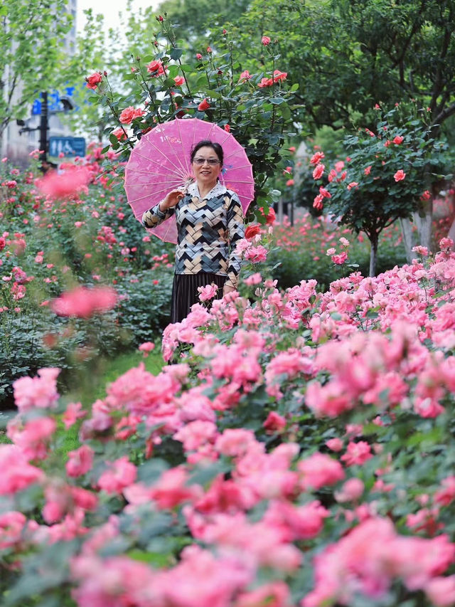 杭州超小眾大關公園｜薔薇月季野蠻生長