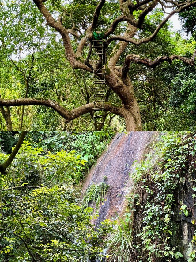 發現廣州版塞爾達森林這地方藏得夠深啊