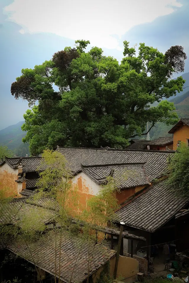 Discovering the Hidden Gem of Jiangnan - Songyang Yangjiatang