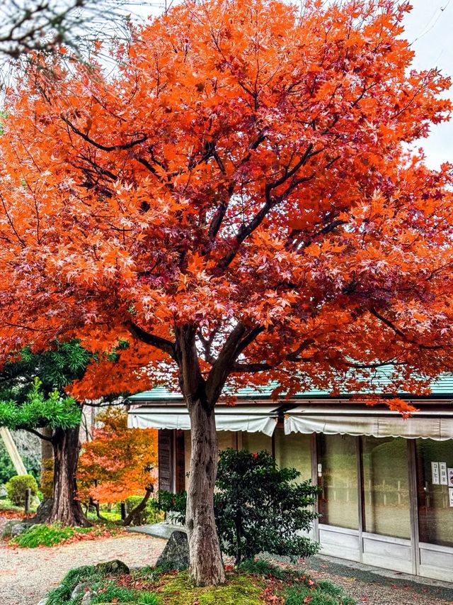 金澤兼六園|逗留古園享心曠神怡之景