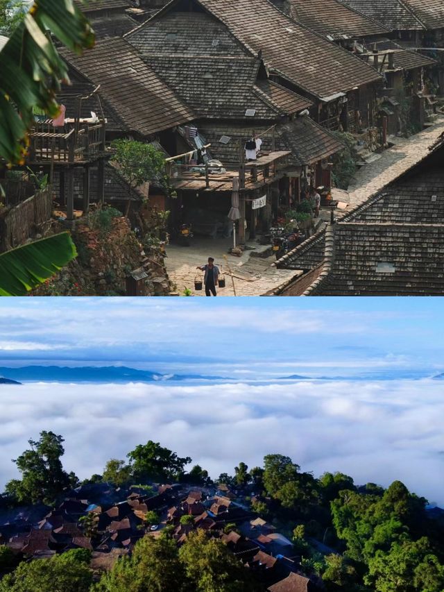 【景迈山】有五片栽培型古茶林