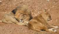 準考證別丟｜想來動物園高考門票福利來了