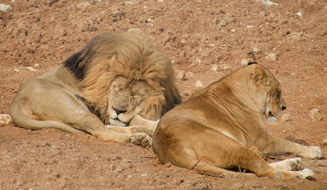準考證別丟｜想來動物園高考門票福利來了