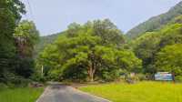【東林生活】夏日行腳桃花源，瀑布飛瀉第一泉