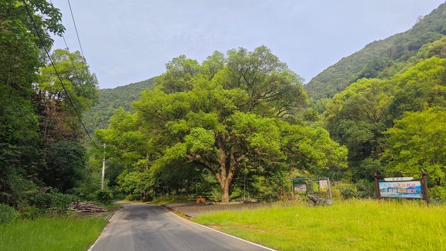 【東林生活】夏日行腳桃花源，瀑布飛瀉第一泉
