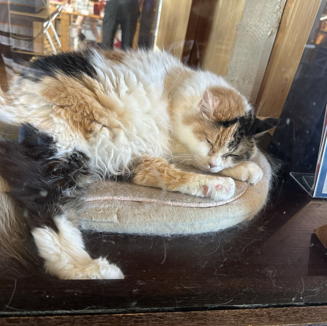 Visit a stationmaster cat!