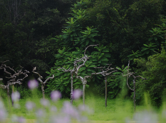 長春水文化生態園，一座城市裡的森林公園